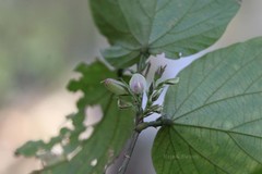 Flemingia paniculata